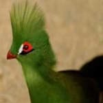 Sample 5 – Guinea turaco