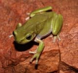Sample 6 – Tree frog