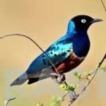 Sample 6 – Superb starling