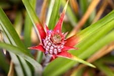 Sample 3 – Pineapple