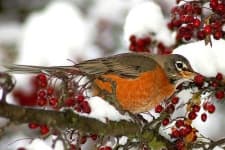 Sample 2 – Robin