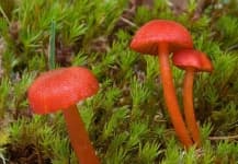 Sample 6 – Hygrocybe
