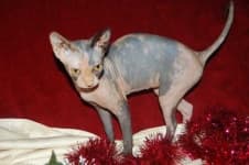 Sample 3 – Sphynx