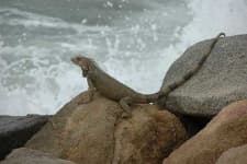 Common iguana image dataset preview