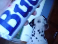 Sample 3 – Dalmatian
