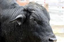 Sample 5 – Bull