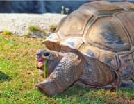 Sample 4 – Tortoise