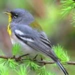 Sample 5 – Northern parula