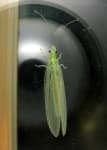Sample 3 – Lacewing
