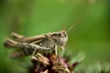 Sample 2 – Grasshopper