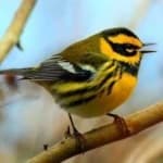 Sample 4 – Townsends warbler