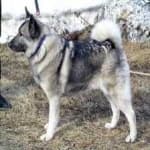 Sample 2 – Elk hound