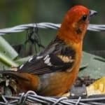 Sample 6 – Flame tanager