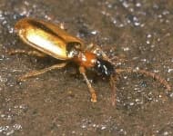 Sample 2 – Ground beetle