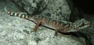 Sample 1 – Banded gecko