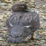 Sample 5 – Steamer duck