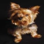 Sample 5 – Yorkie