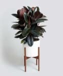 Sample 4 – House plant