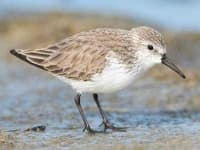 Sample 6 – Sandpiper