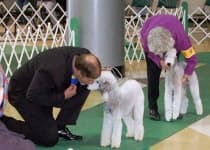 Sample 4 – Bedlington terrier