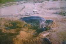 Sample 1 – Leatherback turtle