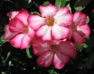 Sample 6 – Desert rose