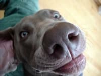 Sample 5 – Weimaraner
