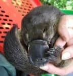 Sample 3 – Platypus