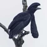 Sample 2 – Umbrella bird