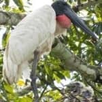 Sample 2 – Jabiru