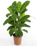 Sample 6 – House plant