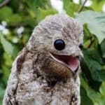 Sample 1 – Great potoo