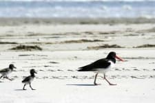 Sample 5 – Oystercatcher