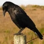 Sample 2 – Crow