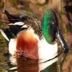Sample 1 – Northern shoveler