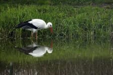 Sample of White stork