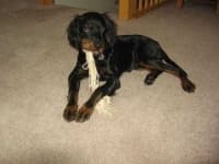 Sample 6 – Gordon setter