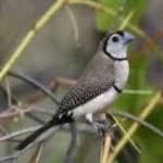 Sample 6 – Double barred finch