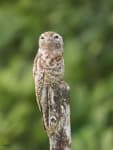 Sample of Potoo