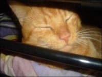 Sample 1 – Tiger cat