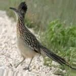 Sample 3 – Roadrunner