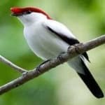Sample 4 – Araripe manakin