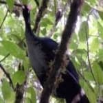 Sample 4 – Horned guan