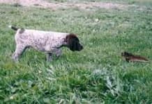 Sample 3 – German short haired pointer