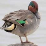 Sample 5 – Teal duck