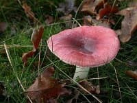 Sample 1 – Russula