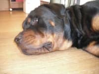 Sample 1 – Rottweiler