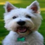 Sample 4 – Maltese