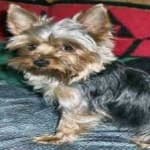 Sample 3 – Yorkie