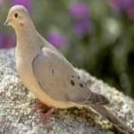 Sample of Mourning dove
